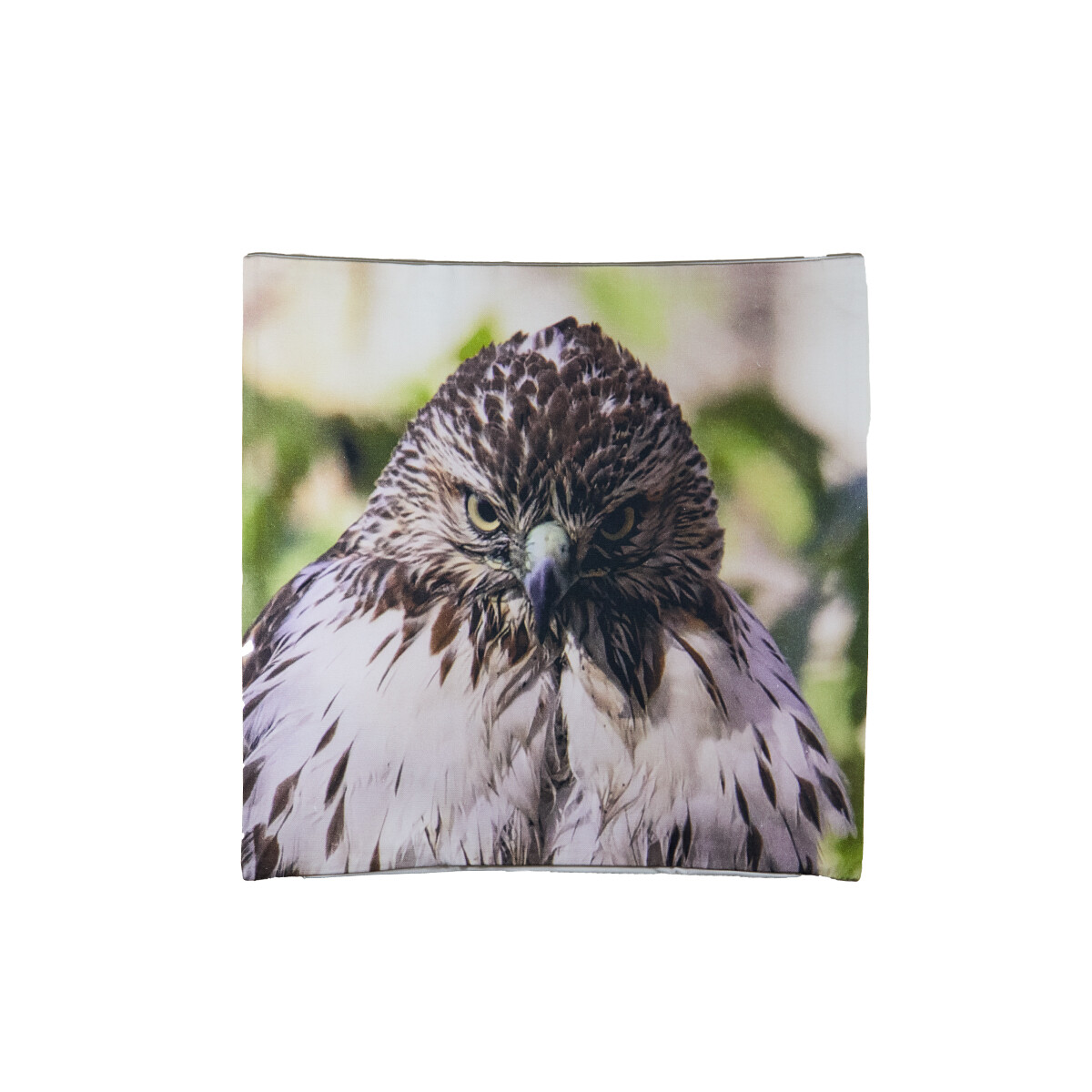 Pillow Cover - Red-tailed Hawk