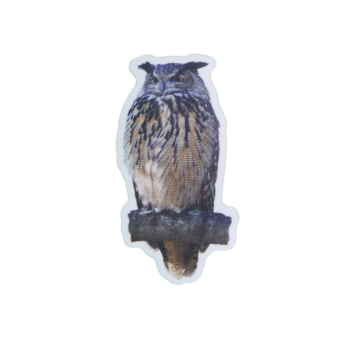 Flaco the Eurasian Eagle-Owl - Sticker 4 Pack