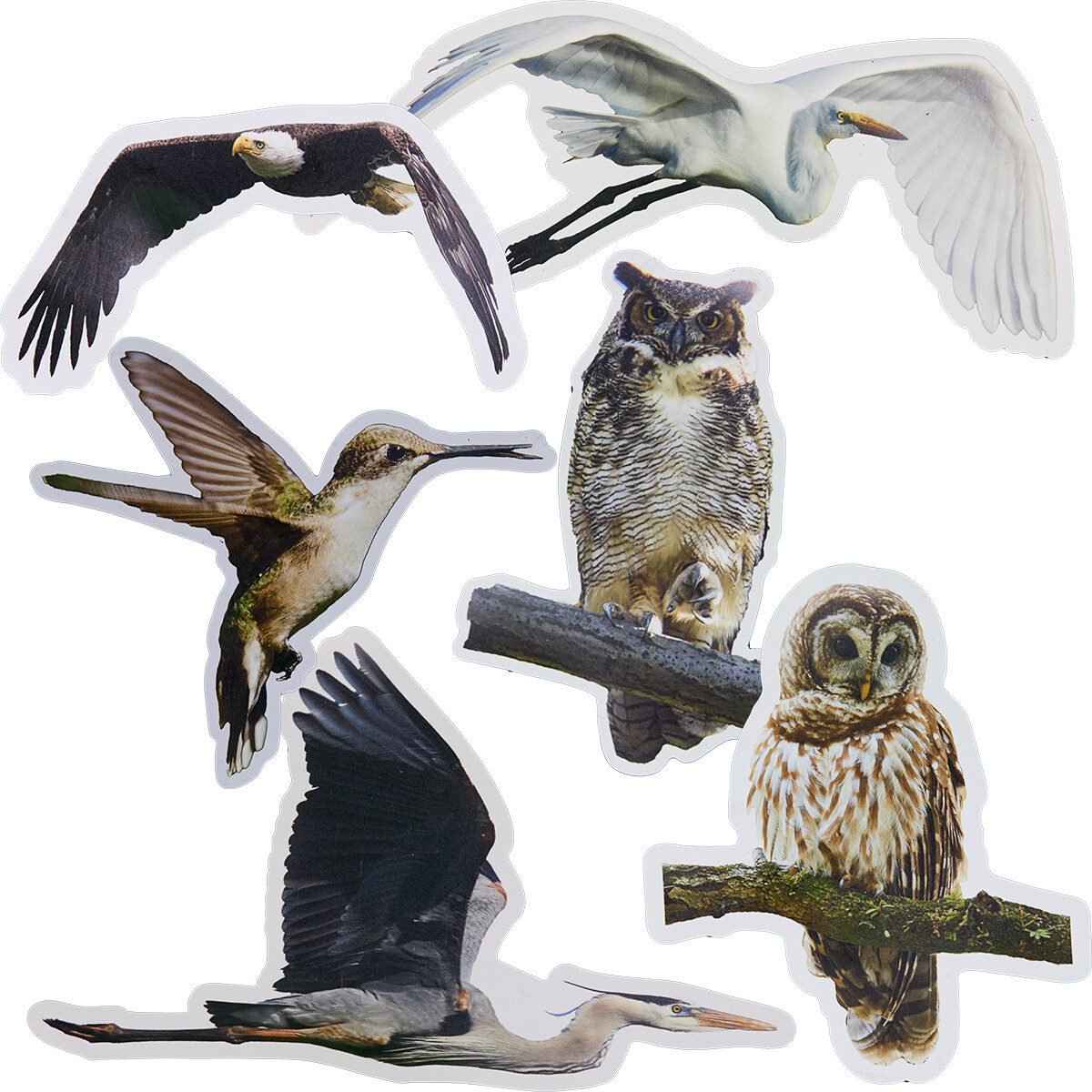 Decorative Magnets Set of 6