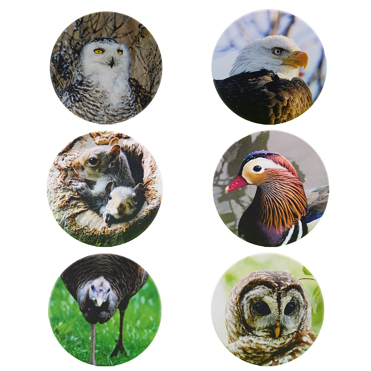 Front view of six wildlife ceramic coasters with owl, squirrel, turkey, duck, and eagle designs – NYC and nature photography 