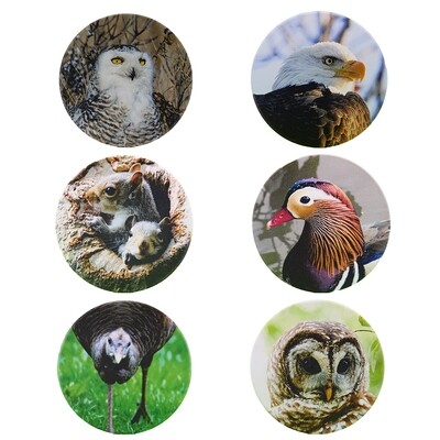 Front view of six wildlife ceramic coasters with owl, squirrel, turkey, duck, and eagle designs – NYC and nature photography 