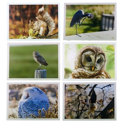 Greeting Cards Box Set of 10 – Wildlife Photography by Dennis Newsham