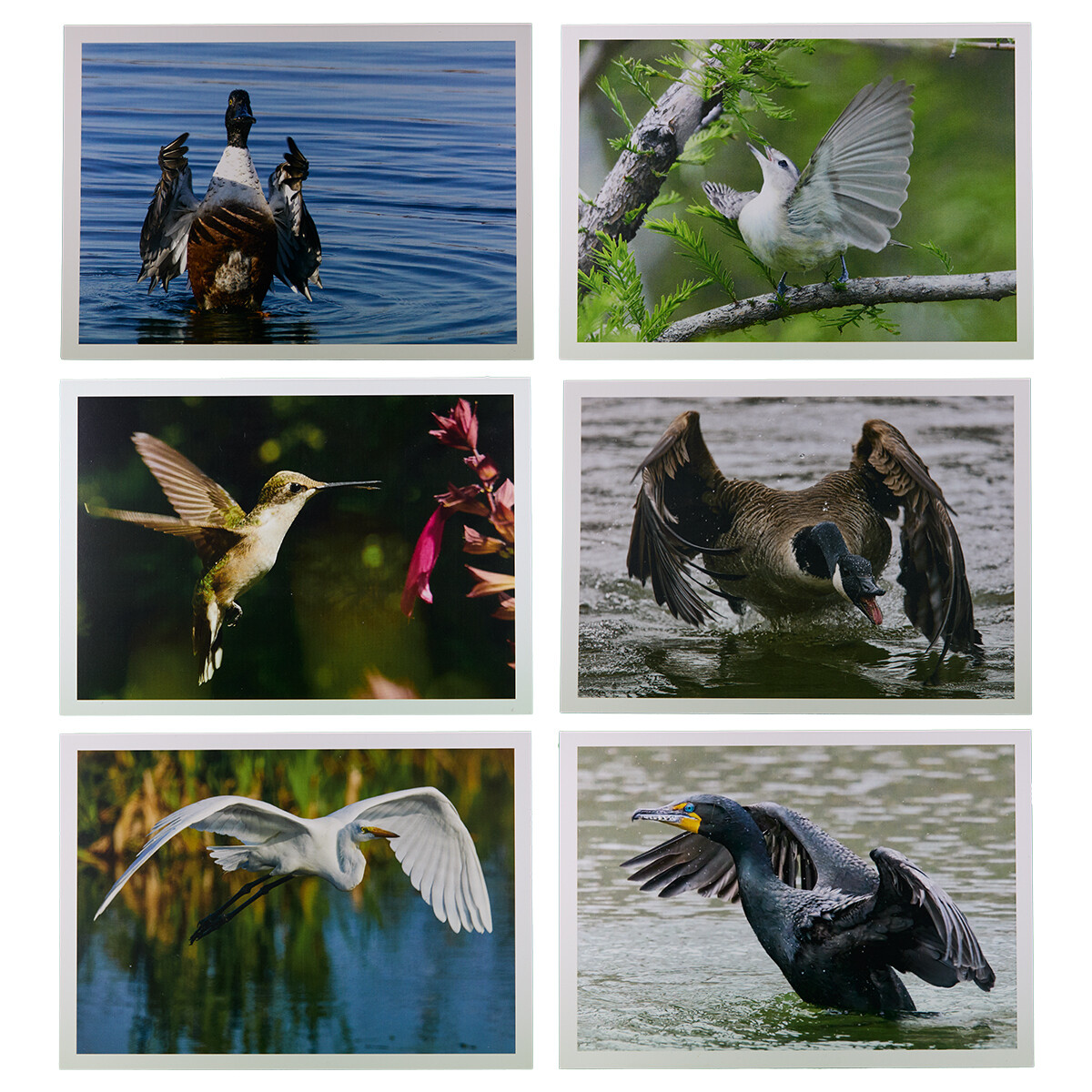 Greeting Cards Box Set of 10 – Wildlife Photography by Dennis Newsham