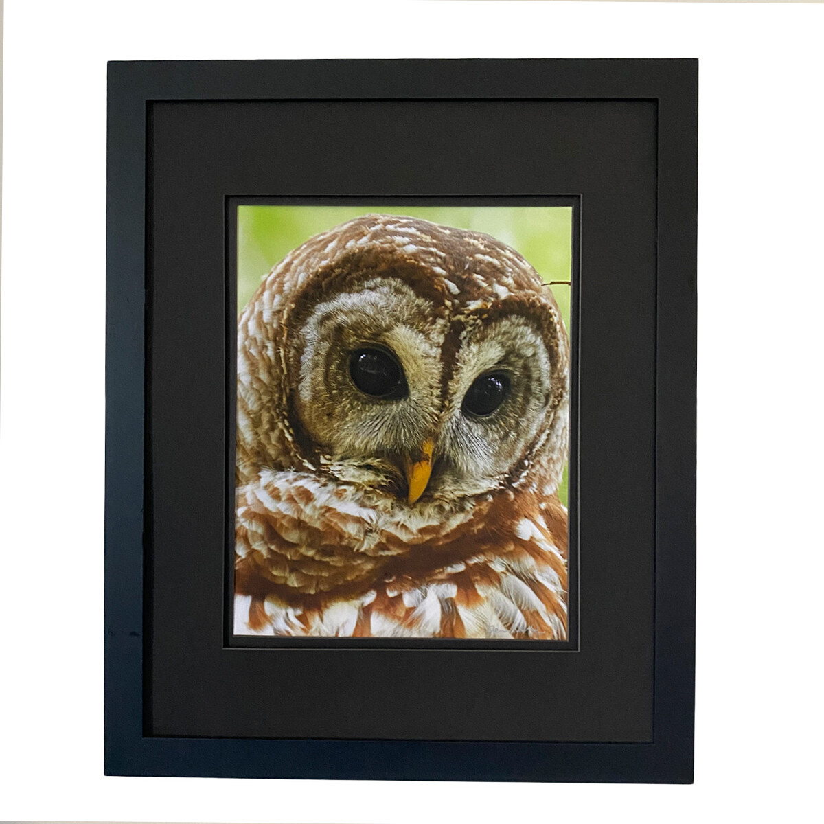 Barred Owl Special Edition Framed Print 16 x 20