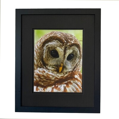 Barred Owl Special Edition Framed Print 16 x 20