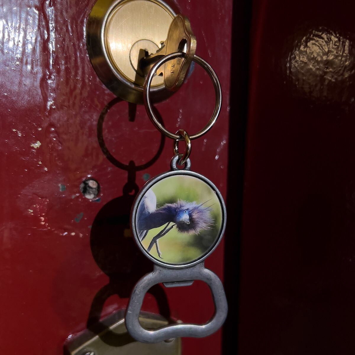 Bottle Opener Key Chain - Little Blue Heron