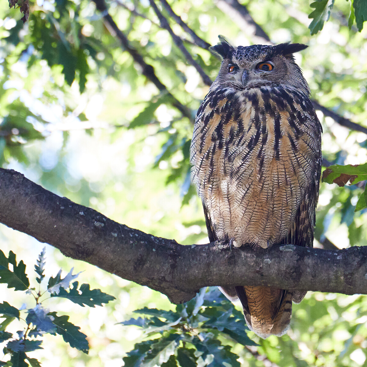 Flaco the Eurasian Eagle-Owl Central Park  Framed Print