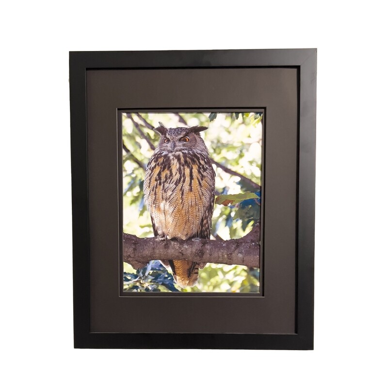 Flaco the Eurasian Eagle-Owl Central Park (A) Framed Print 16 x 20