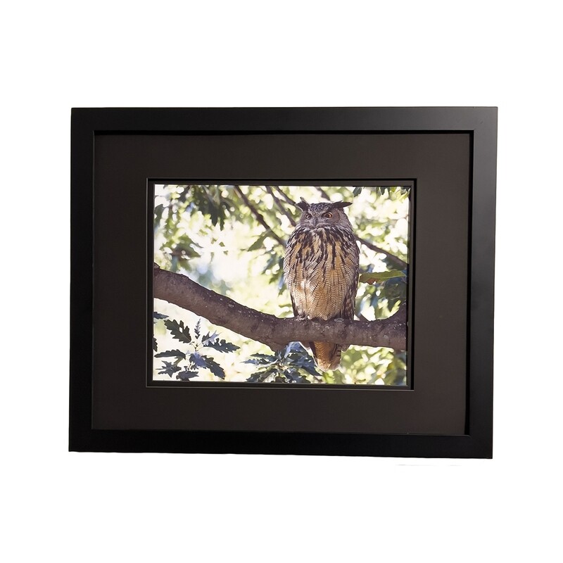 Flaco the Eurasian Eagle-Owl Central Park (B) Framed Print 16 x 20