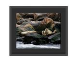 Harbor Seals - Framed Print