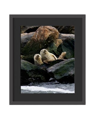 Harbor Seals - Framed Print