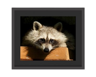 Raccoon- Stare Framed Print