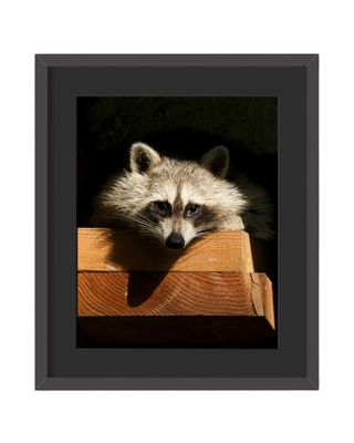 Raccoon- Stare Framed Print