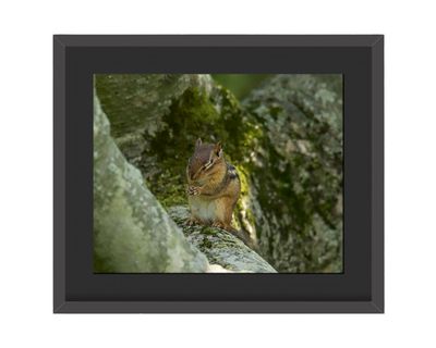 Chipmunk Framed Print