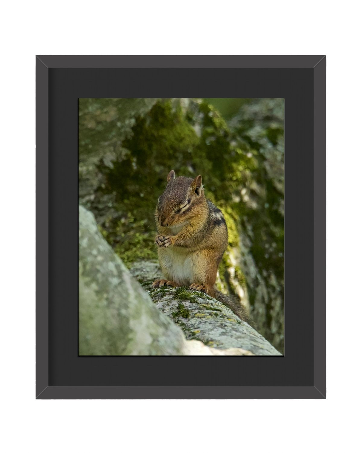 Chipmunk Framed Print