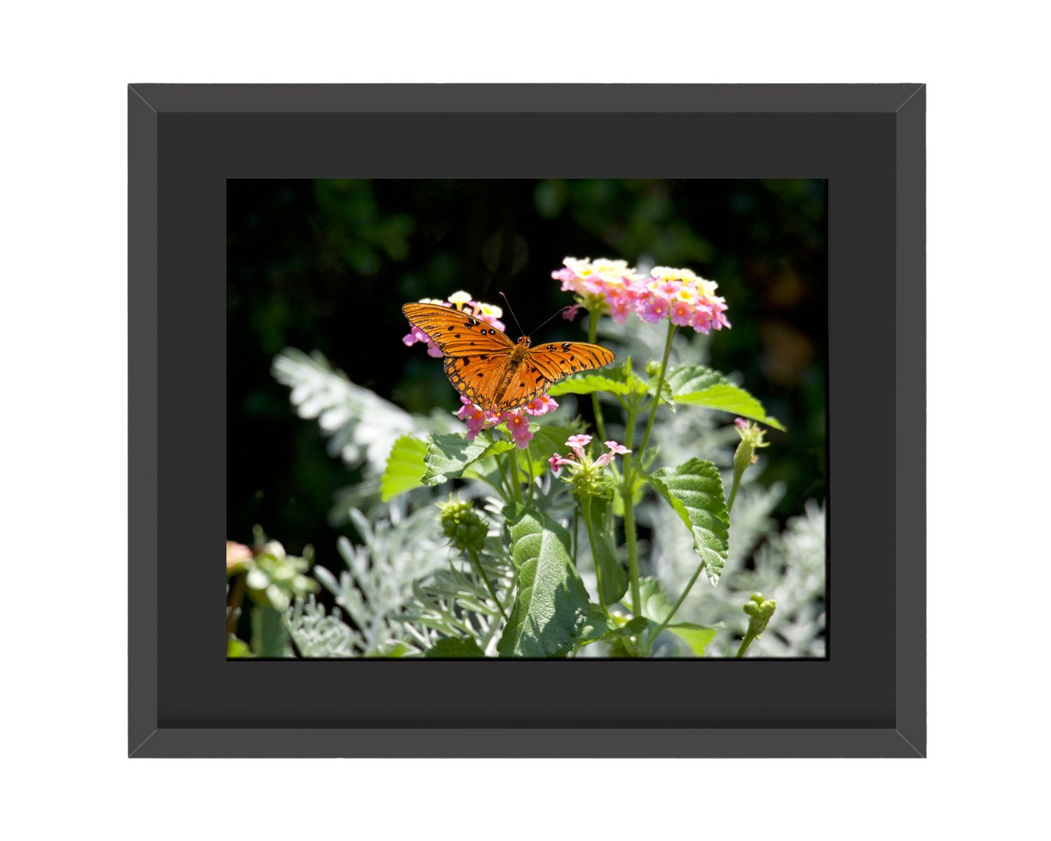 Gulf Fritillary Framed Print
