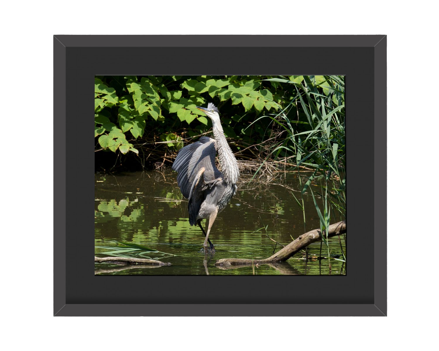 Great Blue Heron Framed Print