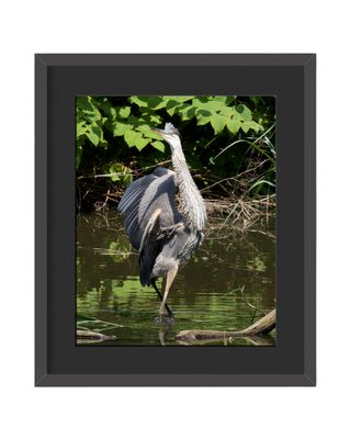 Great Blue Heron Framed Print
