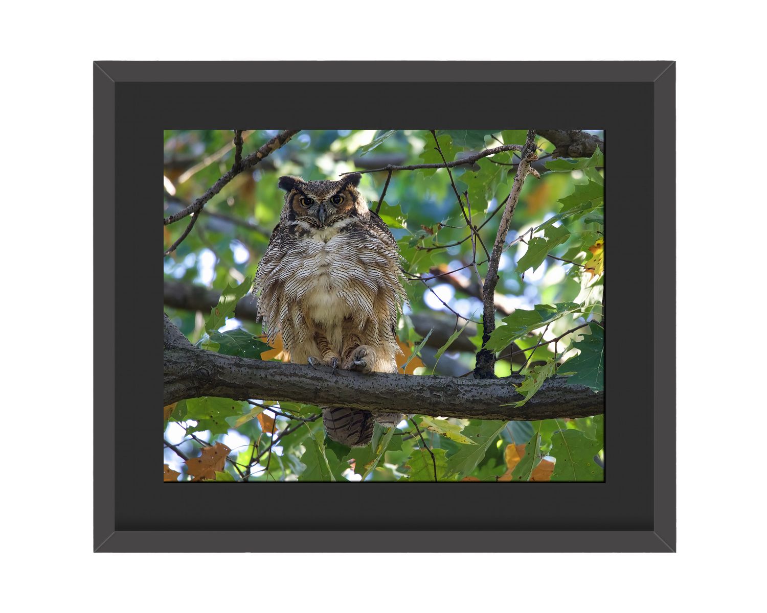 Great Horned Owl Framed Print