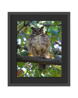 Great Horned Owl Framed Print
