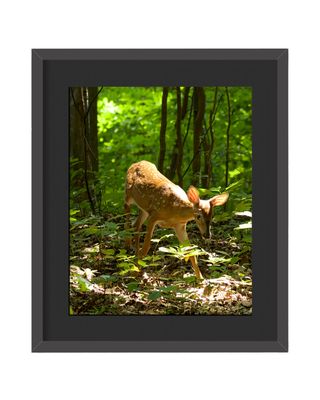White-tailed Deer Framed Print