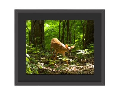 White-tailed Deer Framed Print
