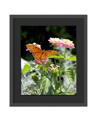 Gulf Fritillary Framed Print