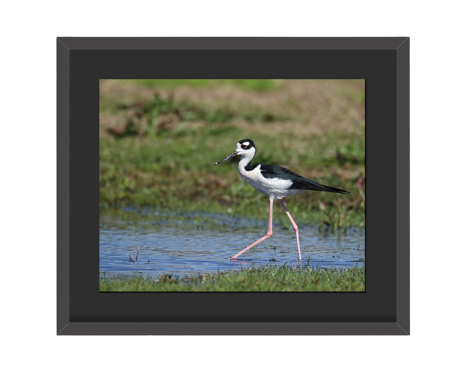 Black-necked Stilt Framed Print