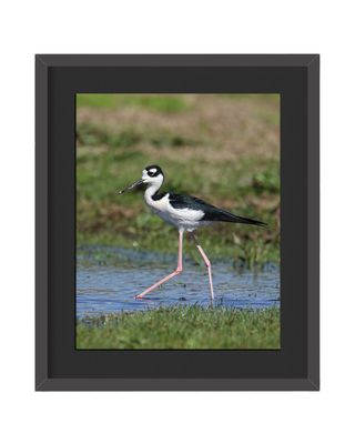 Black-necked Stilt Framed Print