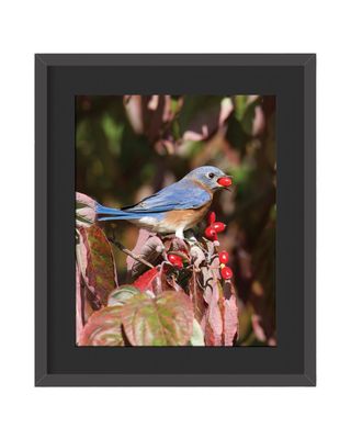 Eastern Bluebird Framed Print
