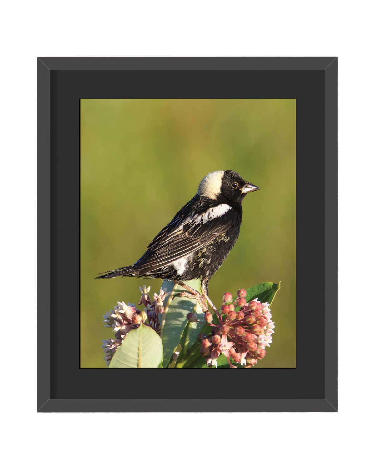 Bobolink Framed Print