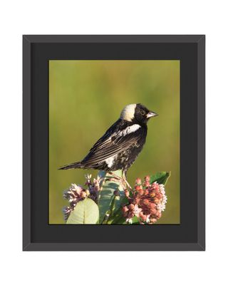 Bobolink Framed Print