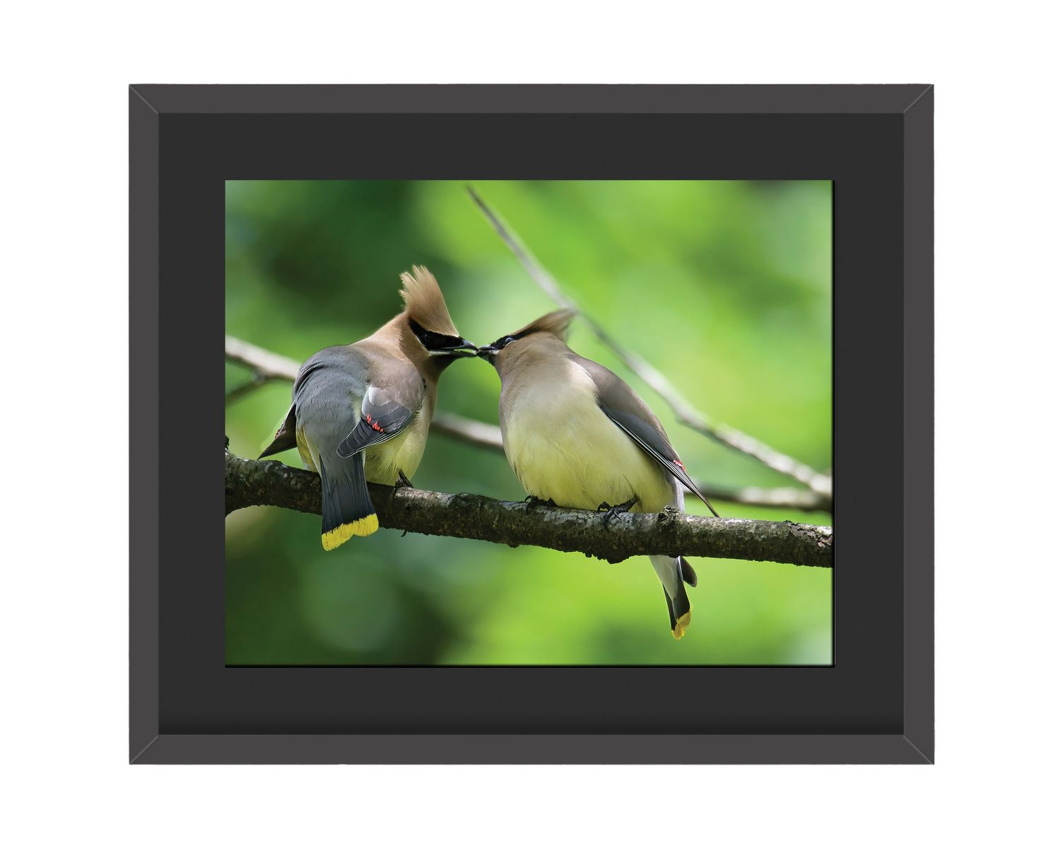 Cedar Waxwings Framed Print