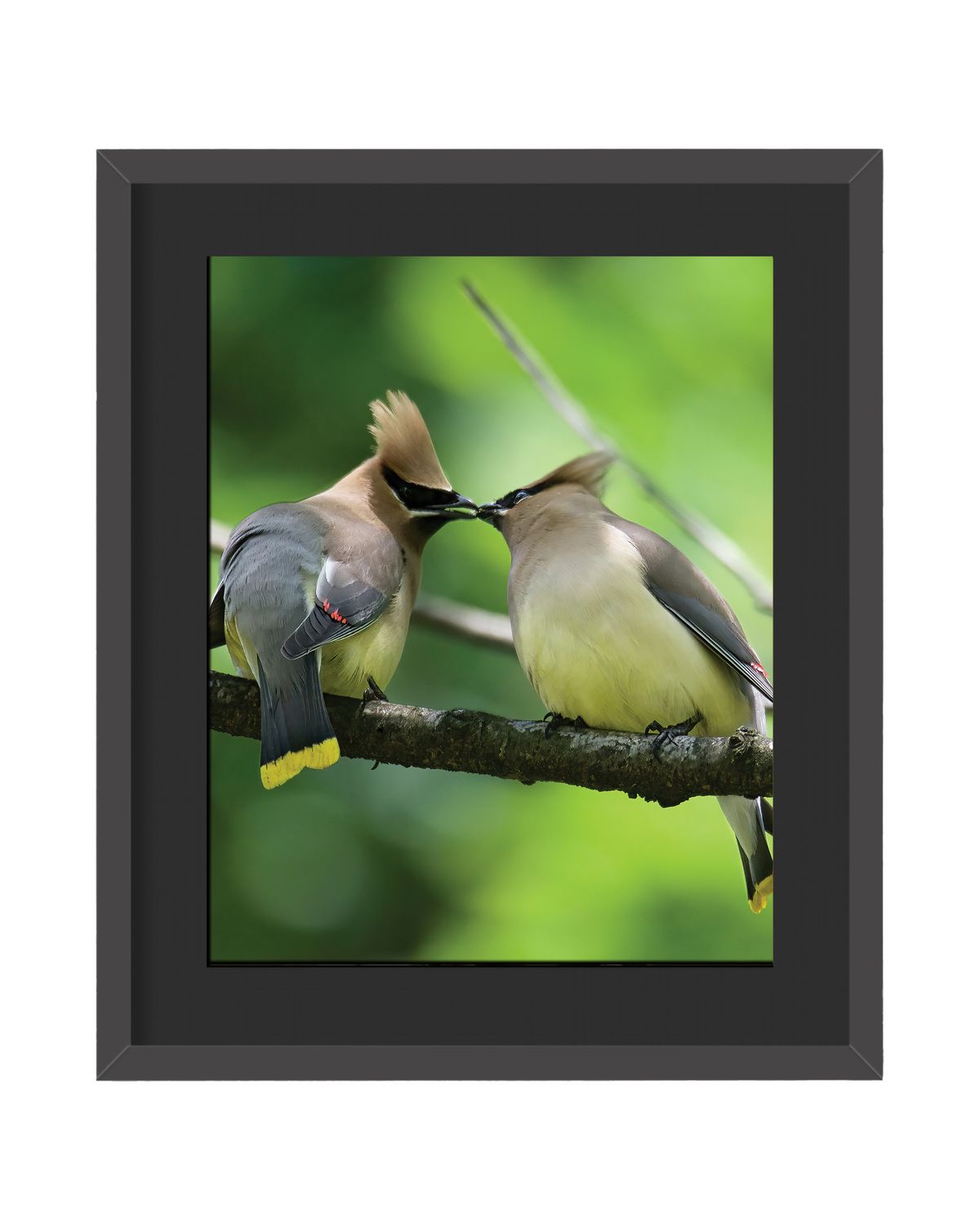 Cedar Waxwings Framed Print