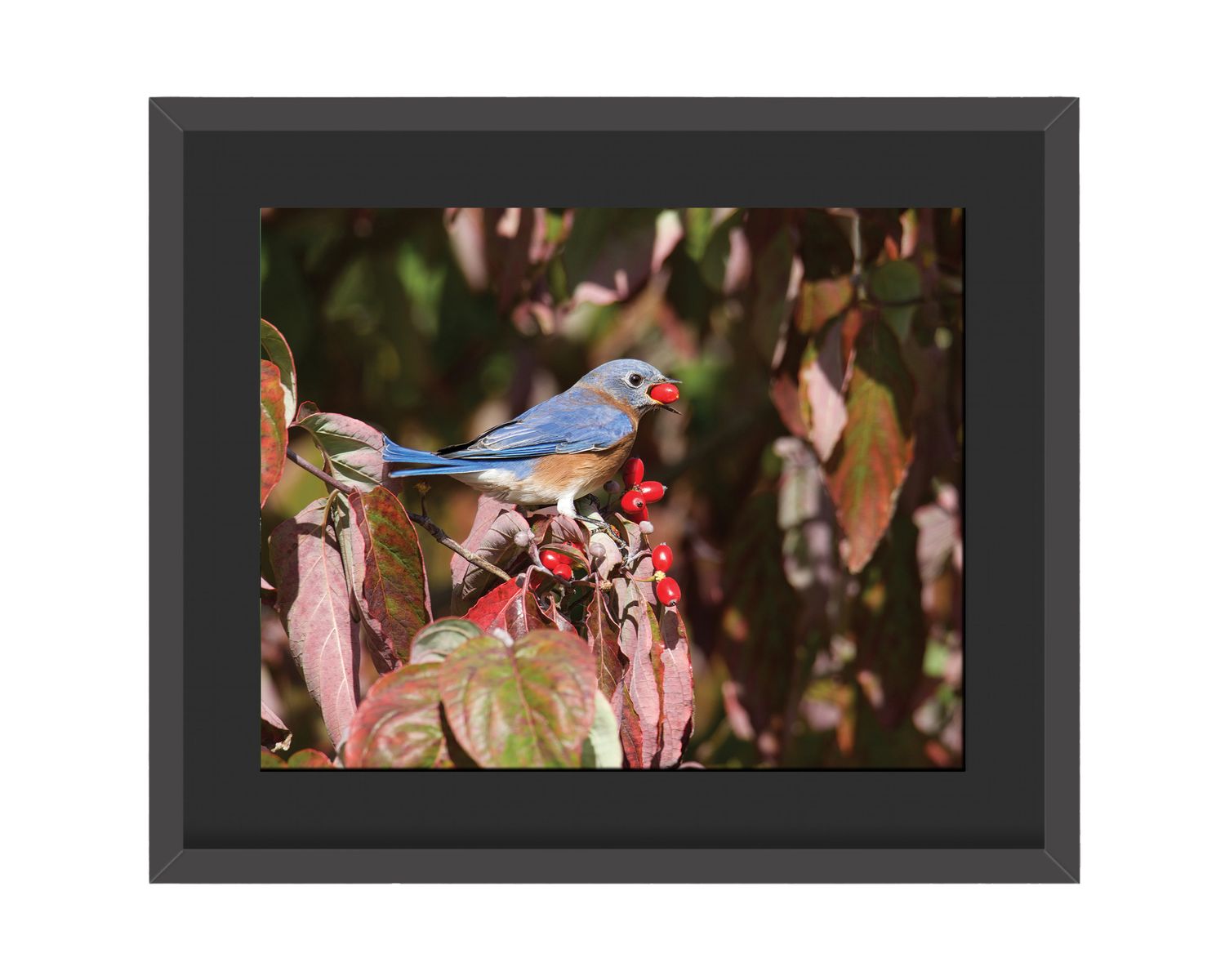 Eastern Bluebird Framed Print