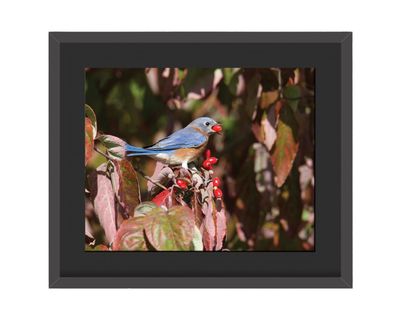 Eastern Bluebird Framed Print