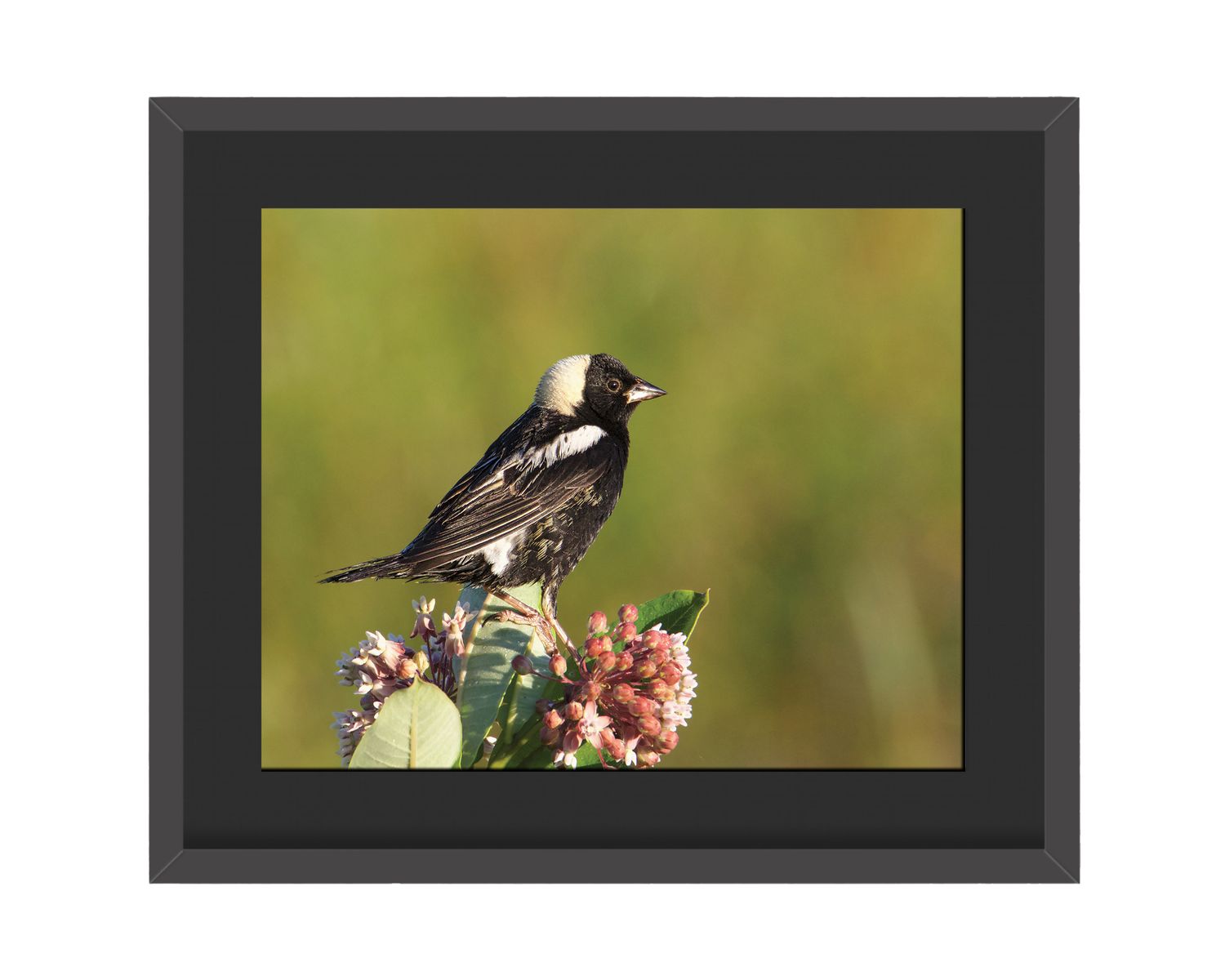 Bobolink Framed Print