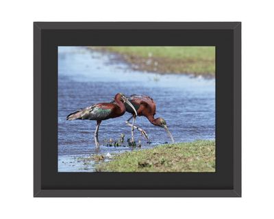 Glossy Ibis Framed Print