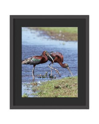 Glossy Ibis Framed Print