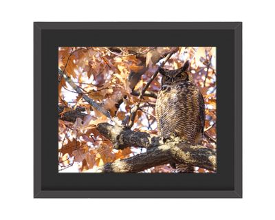 Great Horned Owl - Fall Colors Framed Print