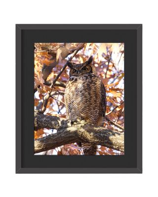 Great Horned Owl - Fall Colors Framed Print