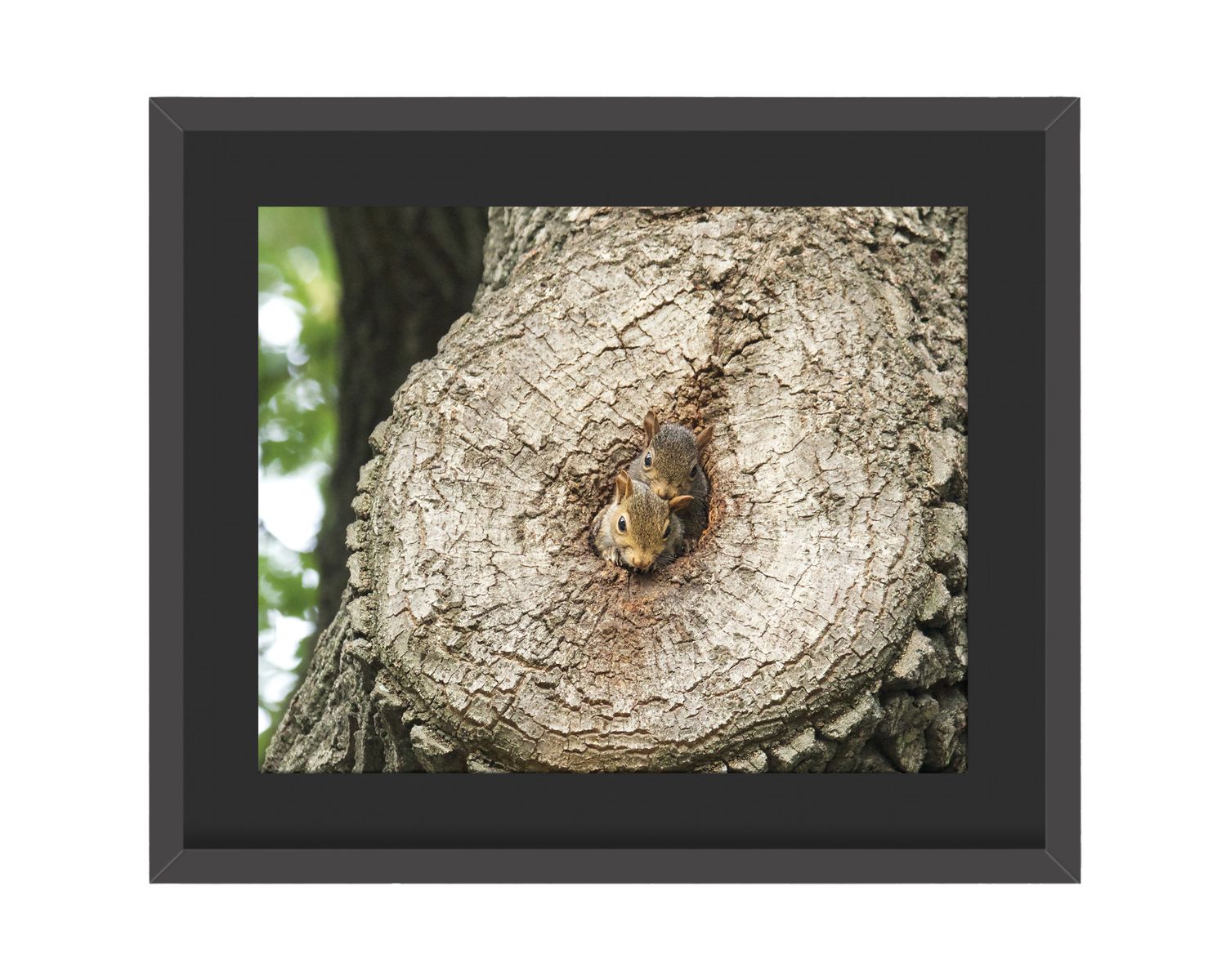 Gray Squirrels Framed Print
