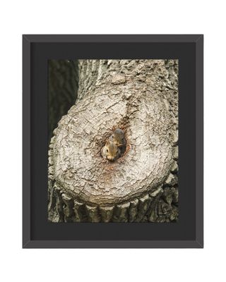 Gray Squirrels Framed Print