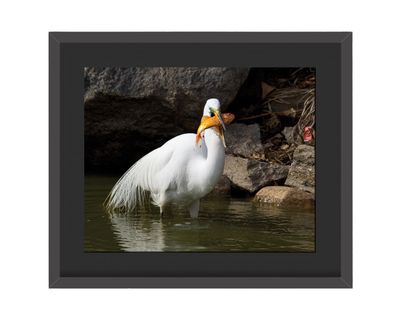 Great Egret Framed Print