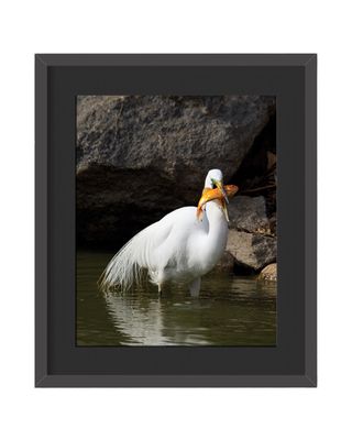 Great Egret Framed Print