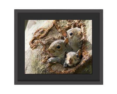 Gray Squirrels Family - Framed Print