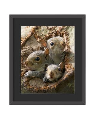 Gray Squirrels Family - Framed Print