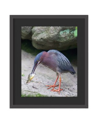 Green Heron Framed Print