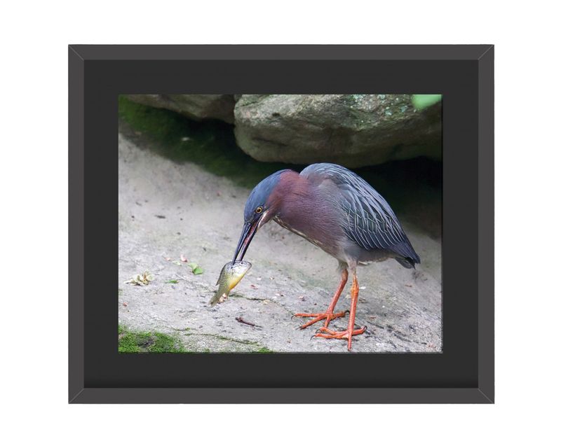 Green Heron Framed Print