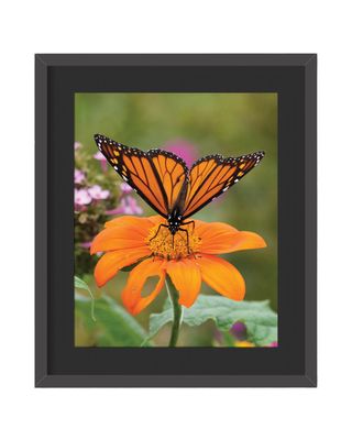 Monarch Butterfly Close up Framed Print